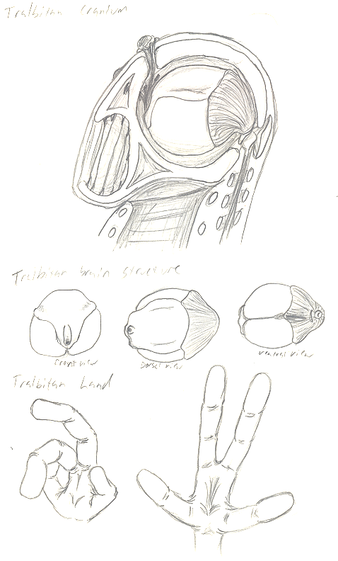 Tralbitan Head and Hand - Double jointed fingers and compound eyes.